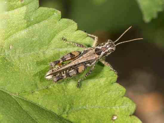 USDA Pest Management Program, an Artificial Pancreas and a U.S. Department of the Environment
